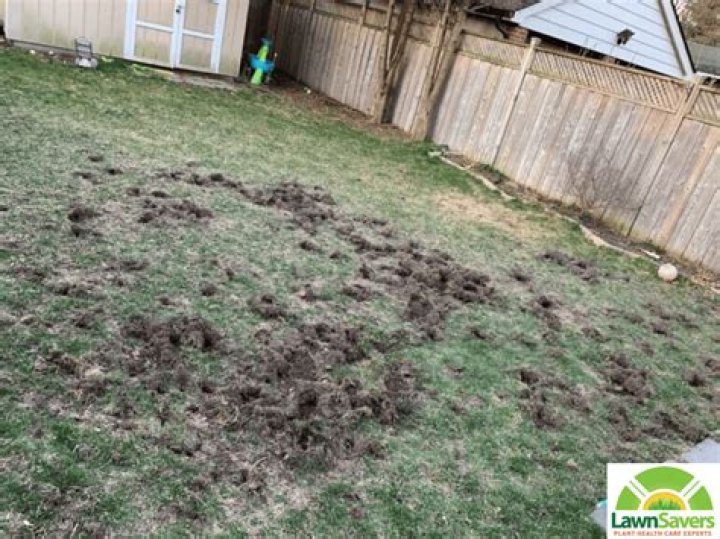 Do Shrews damage lawns