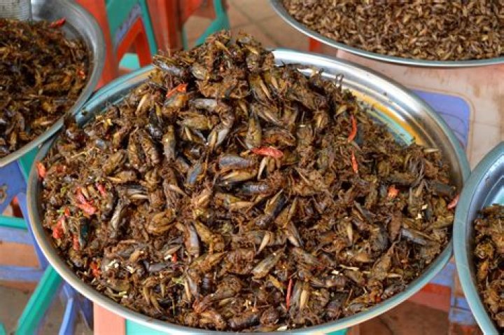 Do they eat bugs in Cambodia