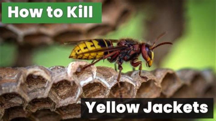 Does bleach kill yellow jackets