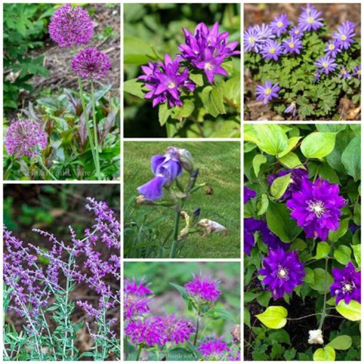 Does clover have purple flowers