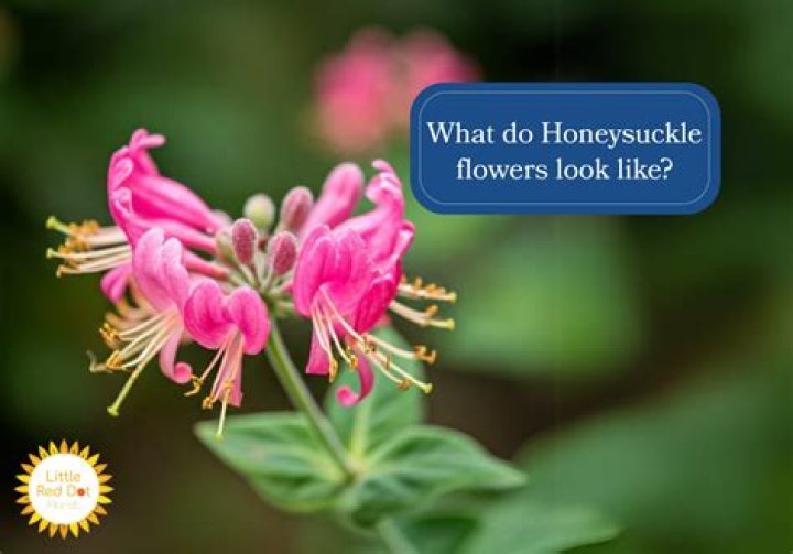 Does honeysuckle smell like honey