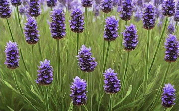 Does lavender grow well in Las Vegas