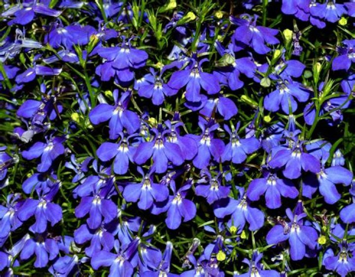 Does lobelia need sun or shade
