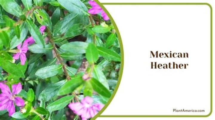 Does Mexican heather need sun