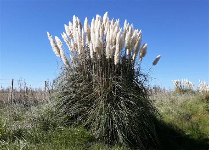 Does pampas grass come in different colors