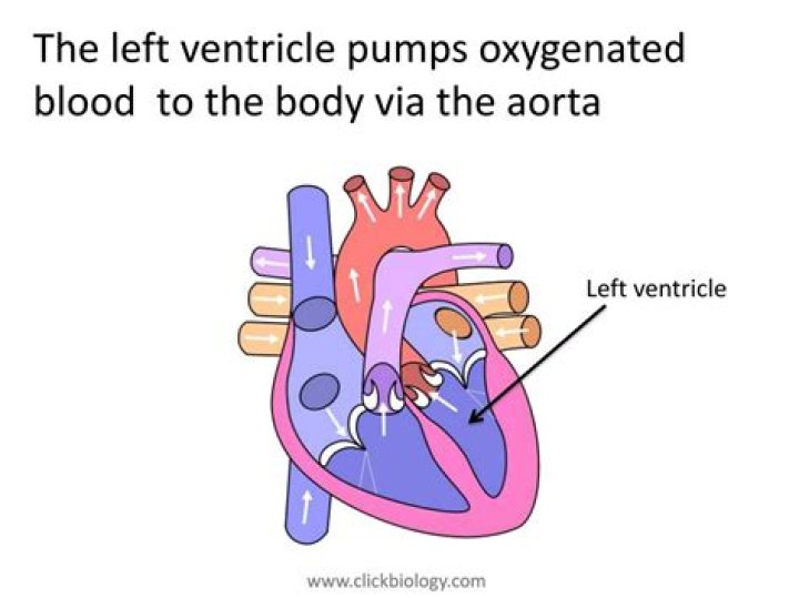 Does the aorta pump oxygenated blood