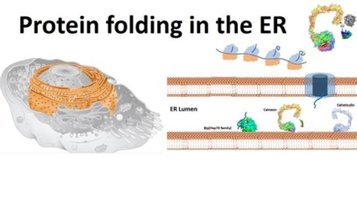 Does the ER fold proteins