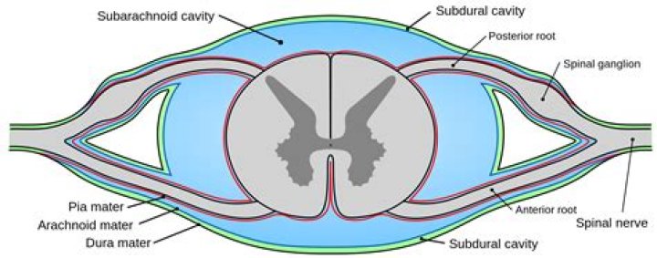 Does the subdural space contain CSF