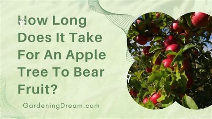 Does the tree give fruit