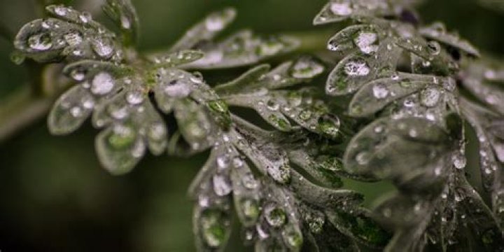 Does wormwood grow in Australia
