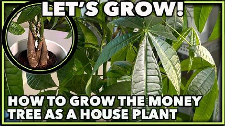 How big do money tree plants grow