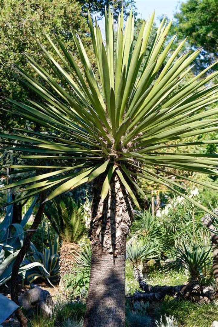 How big does a red yucca get