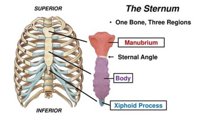 How can you differentiate between the sternal end and Acromial end