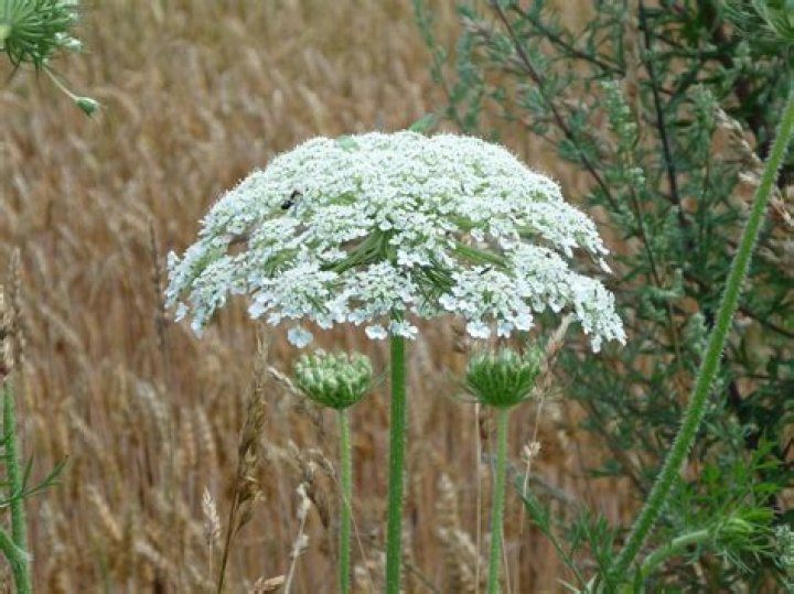 How did hogweed get here