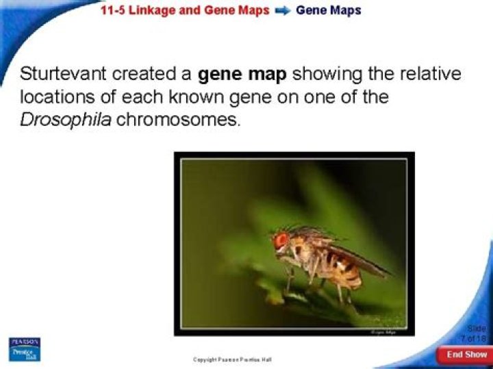How did Sturtevant created gene maps