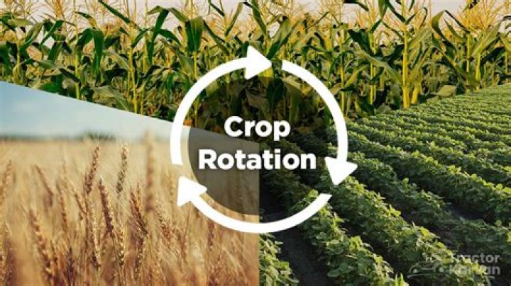 How did the four crop rotation improve farming