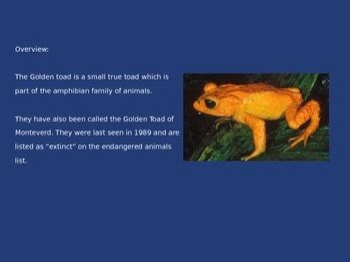 How did the golden toad become extinct