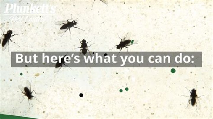 How do flies survive the winter