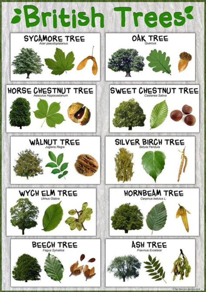 How do I identify a tree in the UK