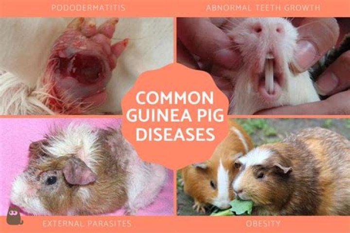 How do I know if my guinea pig has pneumonia