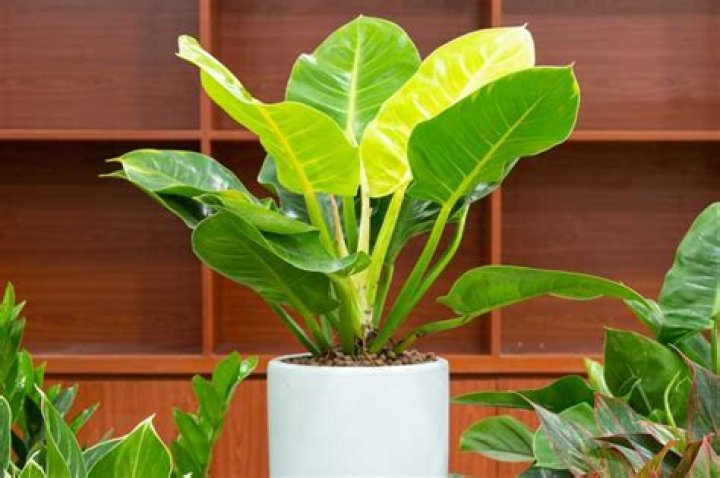 How do you care for a Philodendron moonlight