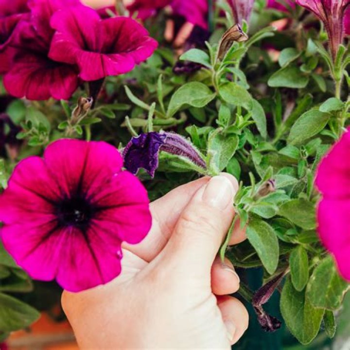 How do you fertilize petunias