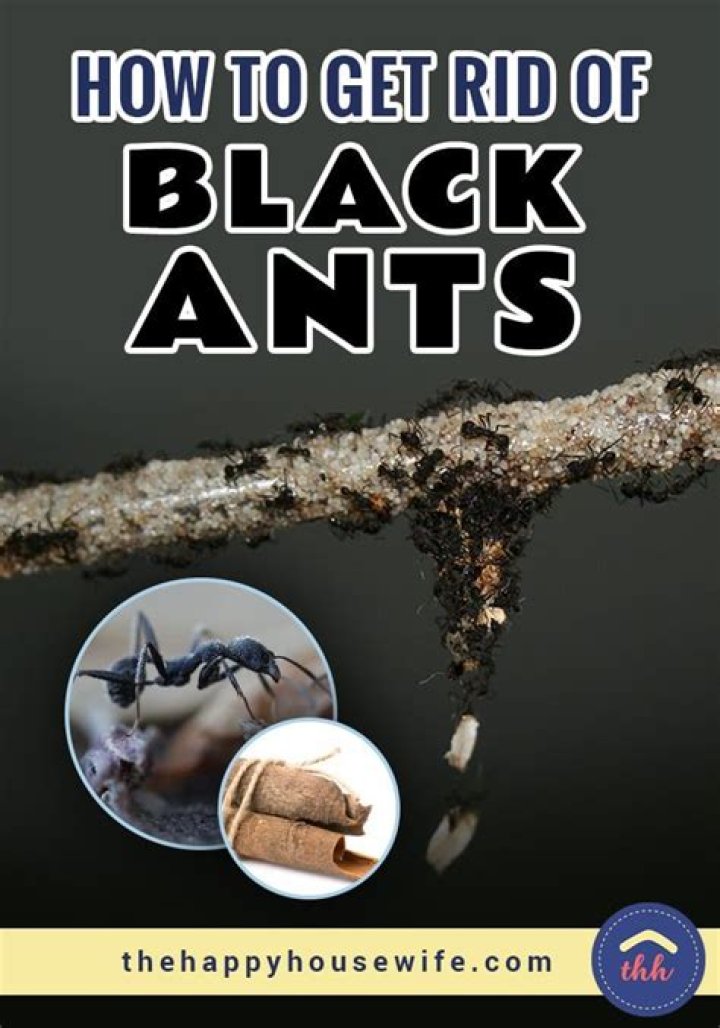 How do you get rid of black ants in your house