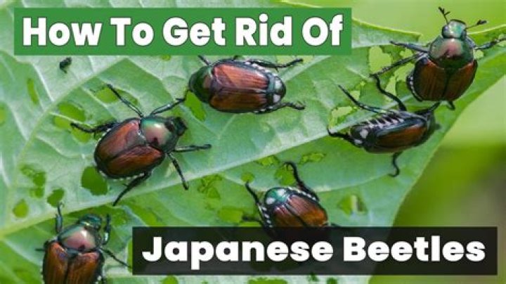 How do you get rid of Japanese beetles on a peach tree