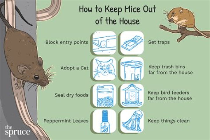 How do you get rid of mice in your house with dogs