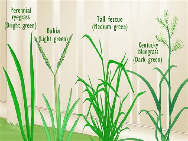 How do you get rid of red fescue grass