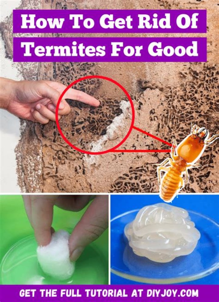 How do you get rid of termites organically