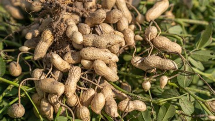 How do you ground peanuts