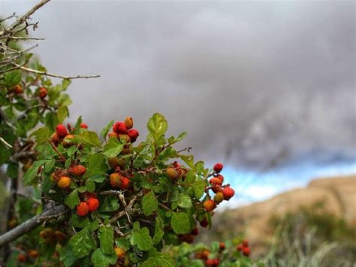 How do you grow fragrant sumac