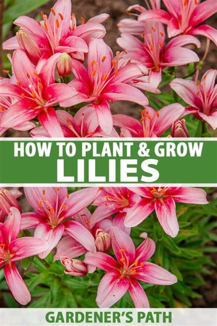 How do you grow Peruvian lilies from seed