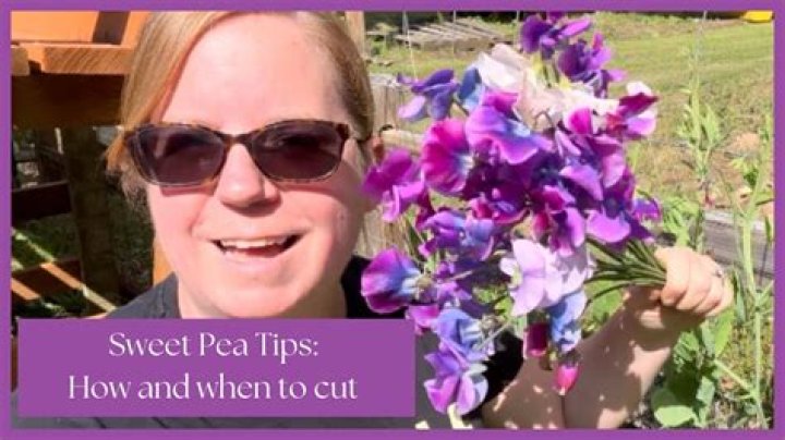 How do you keep cut sweet peas fresh