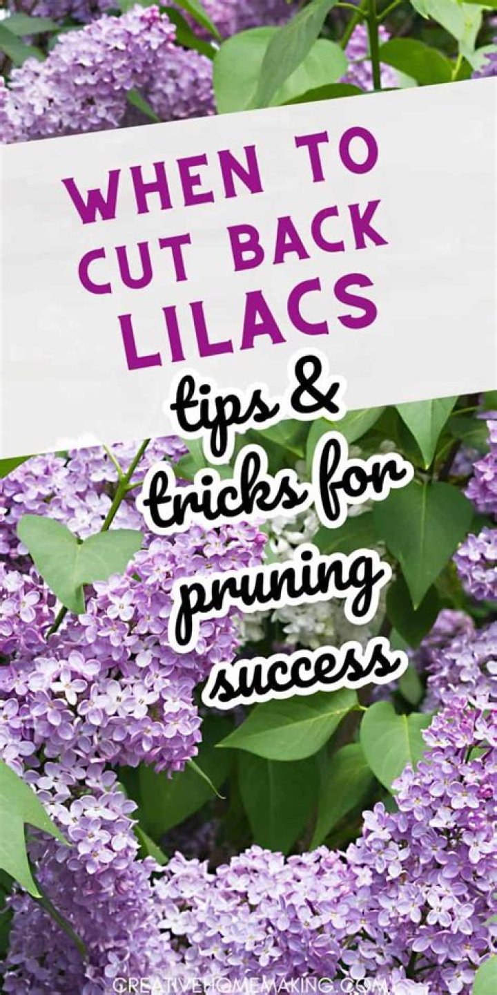 How do you keep lilacs from wilting when cutting