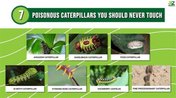 How do you kill caterpillars