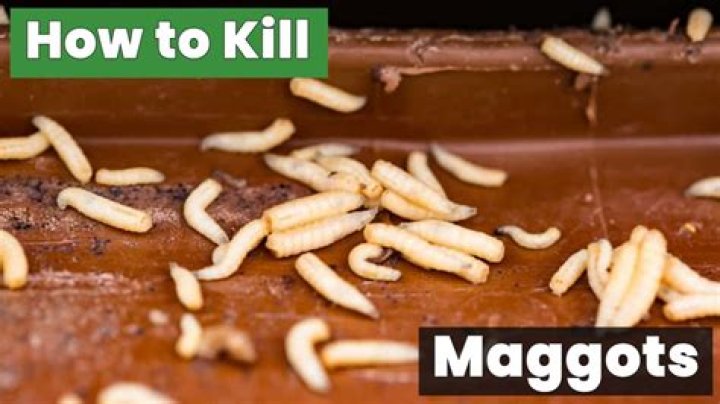 How do you kill maggots naturally