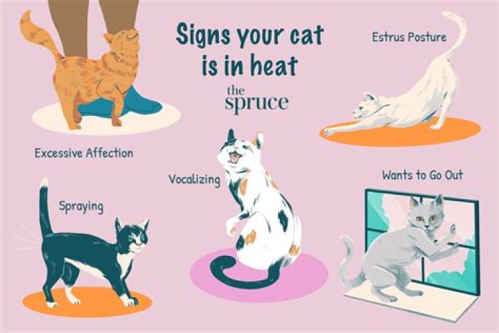 How do you know when a male cat is in heat