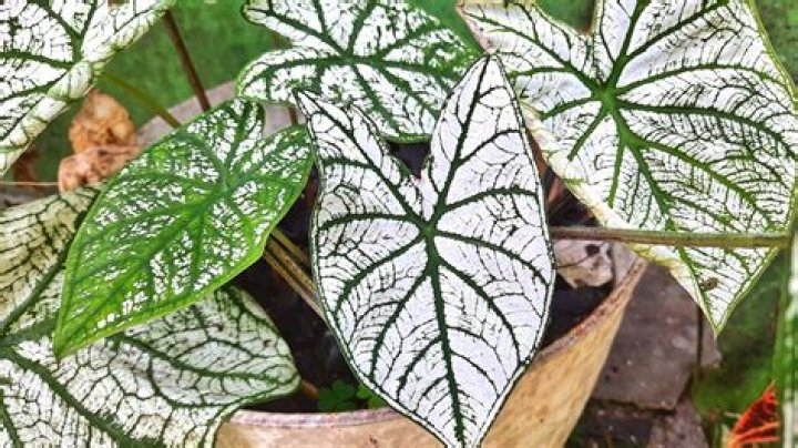 How do you plant a white Christmas caladium