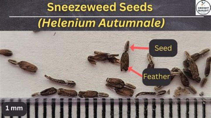 How do you plant helenium seeds
