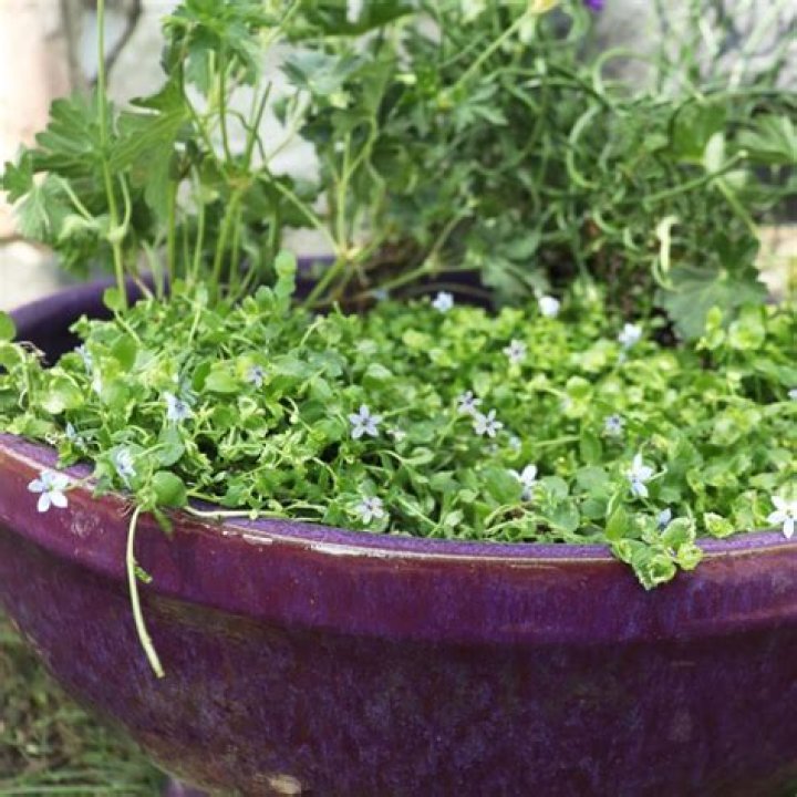 How do you plant Isotoma ground cover