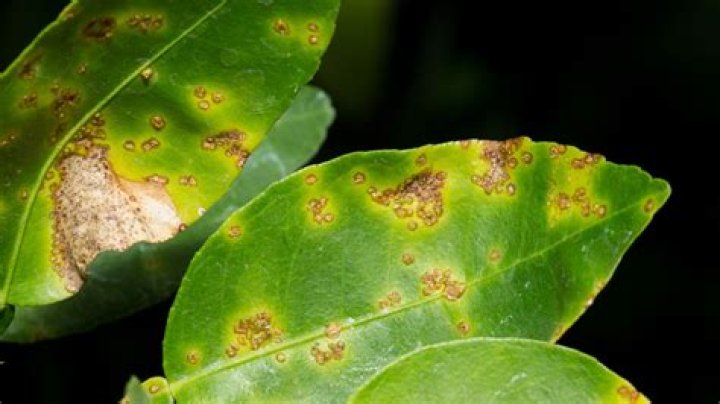 How do you prevent citrus cankers