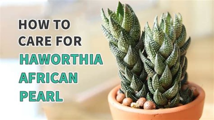 How do you propagate haworthia Truncata