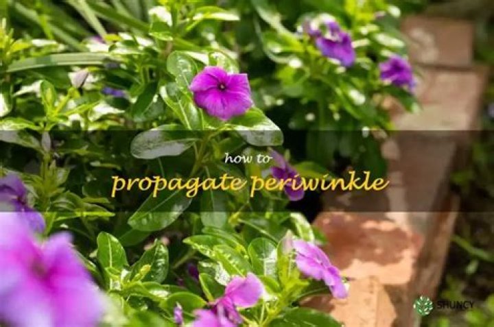 How do you propagate periwinkle in water