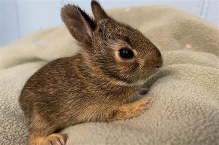 How do you protect a baby rabbit from a dog