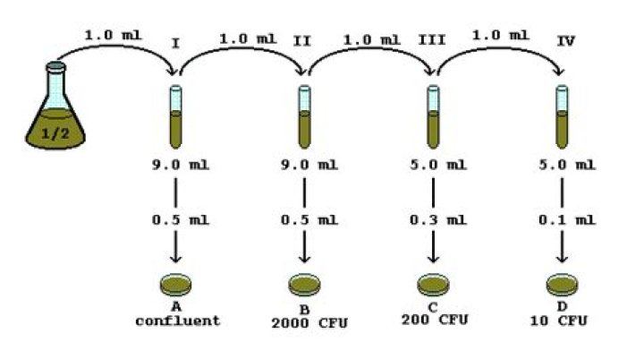 How do you solve a serial dilution problem