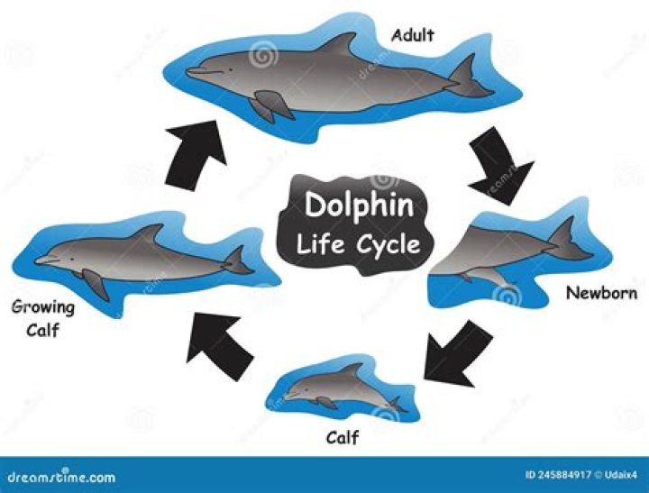 How does a dolphin grow and develop
