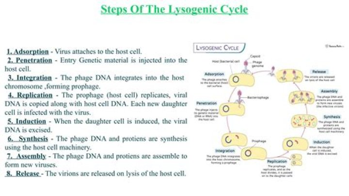 How does a virus reproduce in the lysogenic cycle