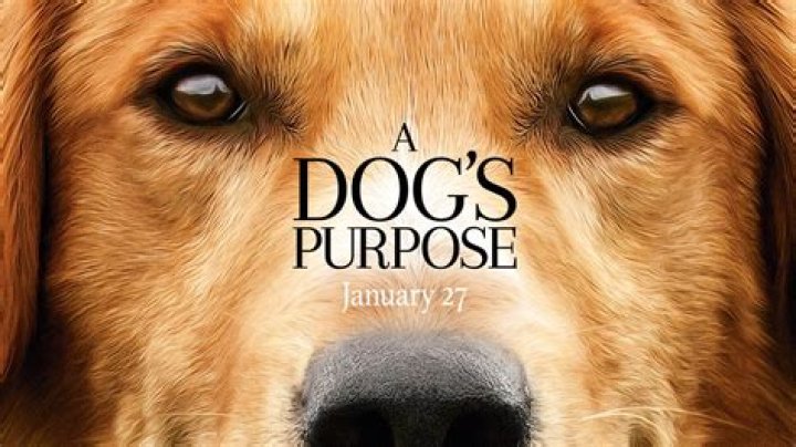 How does the dog die in a dogs purpose
